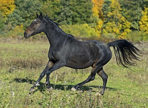 Koń — Zdjęcie stockowe