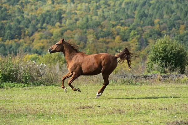 Horse — Stock Photo, Image