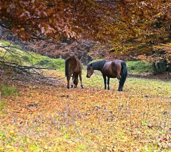 Pâturage des chevaux dans une forêt en automne — Photo