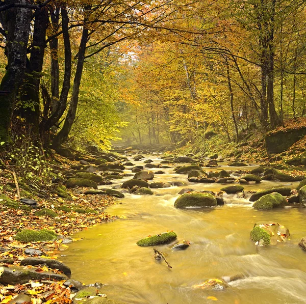 Il fiume di montagna nella foresta — Foto Stock