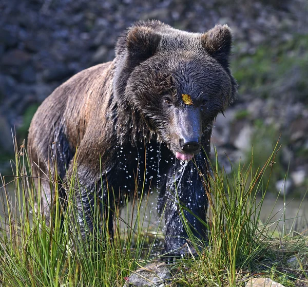 Braunbären in ihrem natürlichen Lebensraum — Stockfoto
