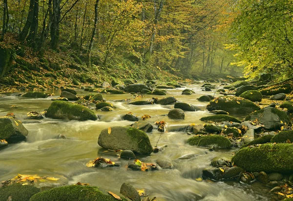 Il fiume di montagna nella foresta — Foto Stock