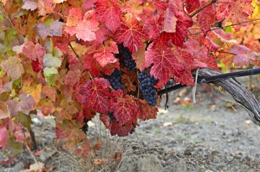 Plantation üzüm Güz