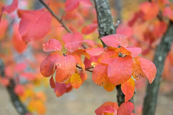 Arbres d'automne dans la forêt — Photo