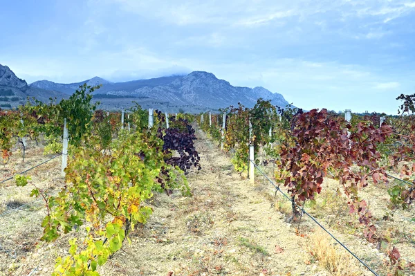 Plantation of grapes in autumn — Stock Photo, Image