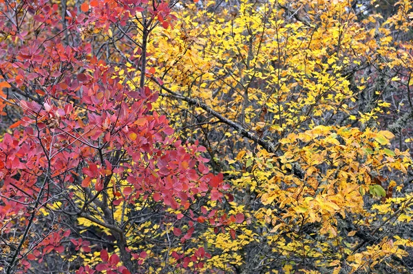 Arbres d'automne dans la forêt — Photo