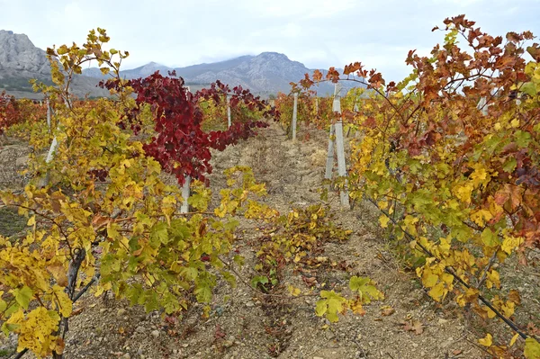 Plantage van druiven in het najaar van — Stockfoto