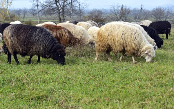 Een kudde schapen op een berg weiland — Stockfoto