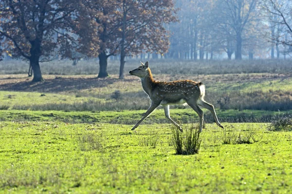 Spotted deer — Stock Photo, Image