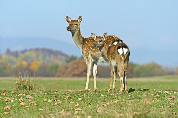 Spotted deer