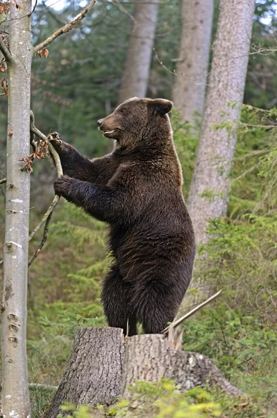 Urso castanho — Fotografia de Stock