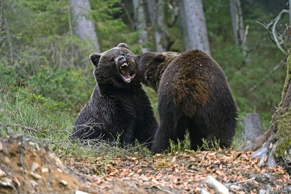 Urso castanho — Fotografia de Stock