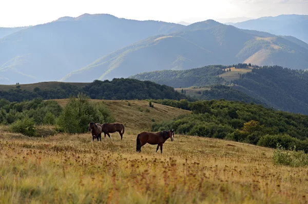 Cavalo — Fotografia de Stock