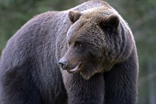 Orso bruno — Foto Stock