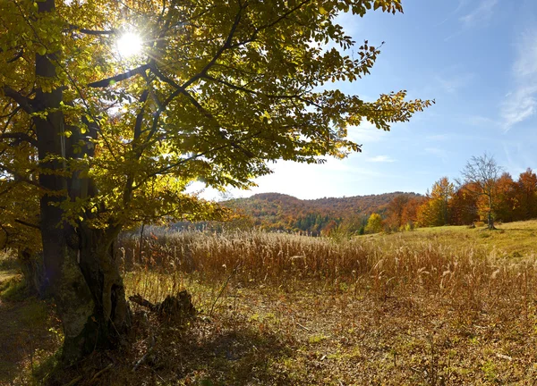 Beech forest in the Carpathian Mountains — Stock Photo, Image