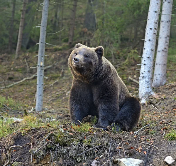 Orso bruno — Foto Stock