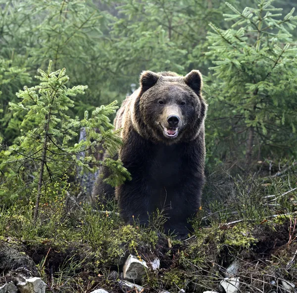 Urso castanho — Fotografia de Stock