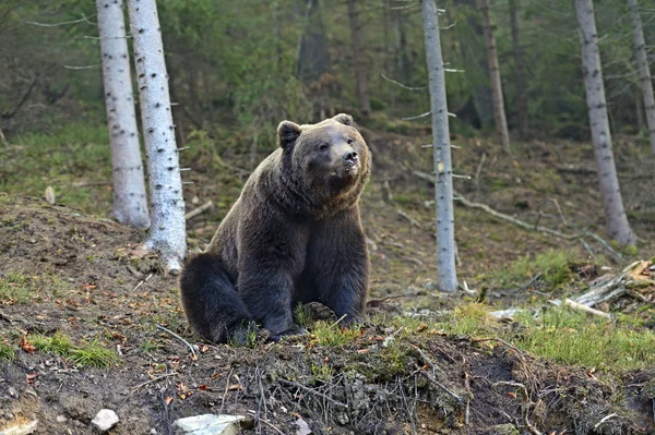 Brun björn — Stockfoto