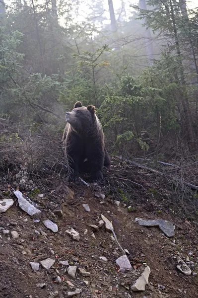 Urso castanho — Fotografia de Stock