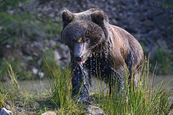 Braunbären in ihrem natürlichen Lebensraum — Stockfoto