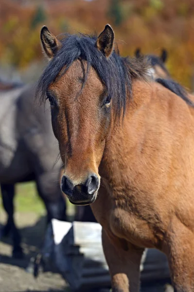 Cavallo dei Carpazi nella fattoria — Foto Stock