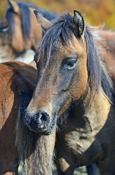 Karpaterna häst på gården — Stockfoto