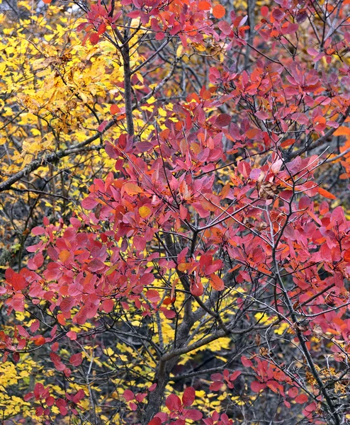 Herfstbomen in het bos — Stockfoto