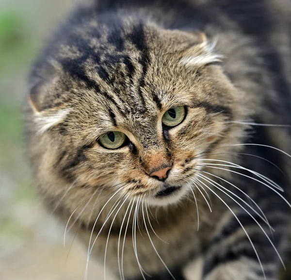 Portrait of a domestic cat — Stock Photo, Image