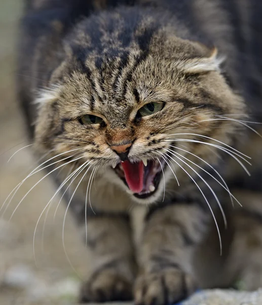 Porträt einer Hauskatze — Stockfoto