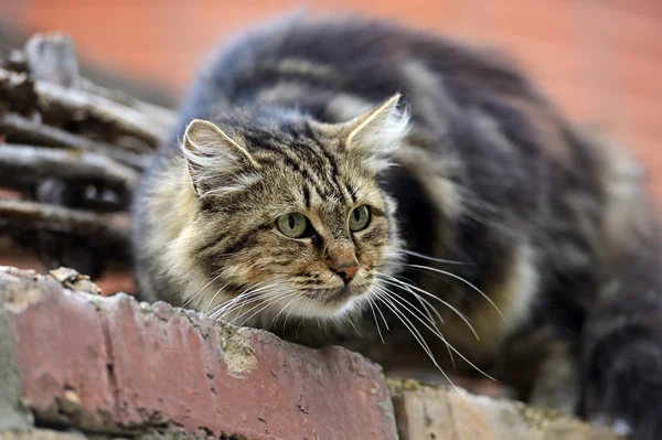 Portrait of a domestic cat — Stock Photo, Image