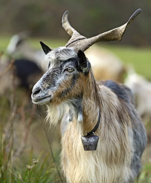 Een kudde schapen op een berg weiland — Stockfoto