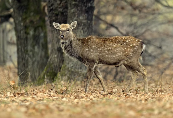 Spotted deer — Stock Photo, Image