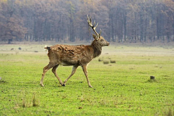 Gefleckter Hirsch — Stockfoto