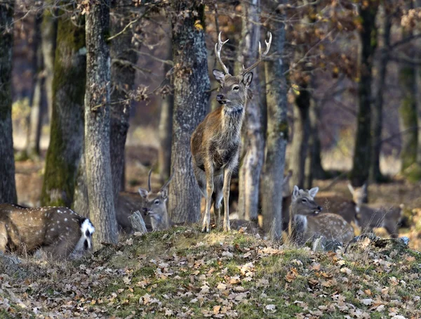 Strakaté jelen — Stock fotografie