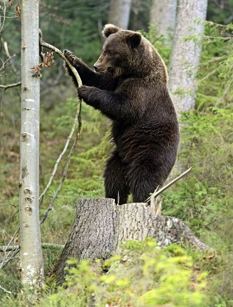 Orso bruno — Foto Stock