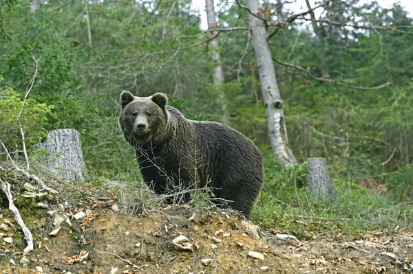 Orso bruno — Foto Stock