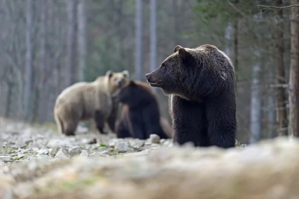 Brown bear — Stock Photo, Image