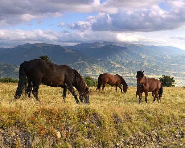Karpatische paard op de boerderij — Stockfoto