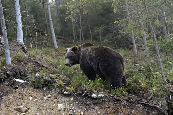 Urso castanho — Fotografia de Stock