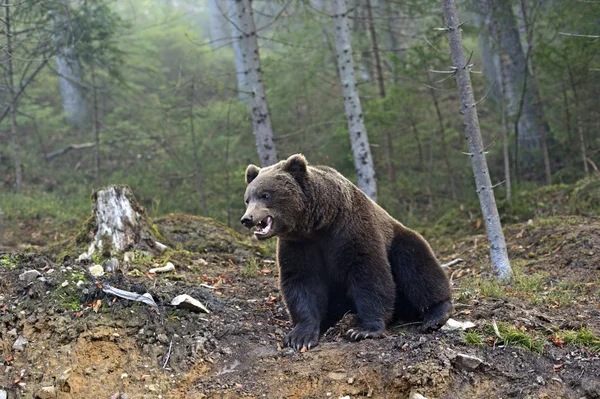 熊の茶色 — ストック写真