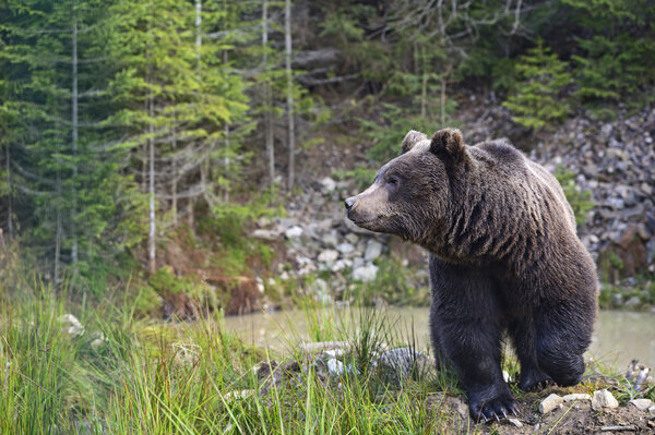 Бурый медведь