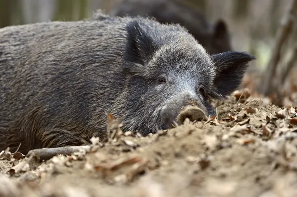 Ormanda yaban domuzu — Stok fotoğraf