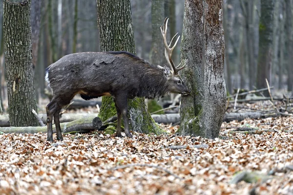 Fläckiga hjortar i skogen — Stockfoto