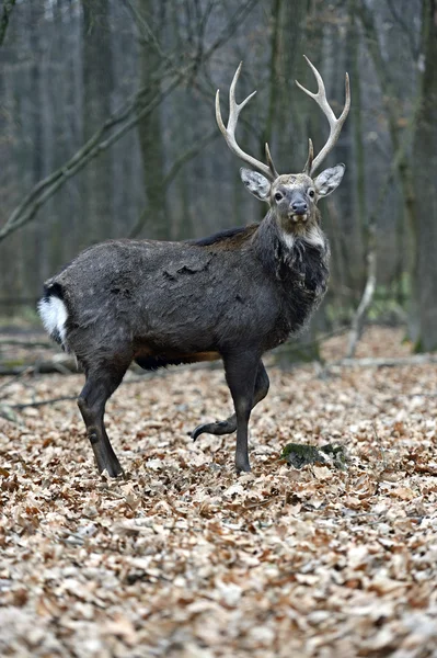 Orlik jelenia w lesie — Zdjęcie stockowe