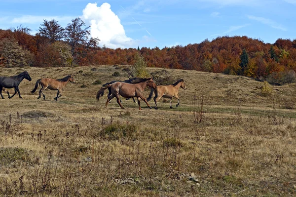 Sonbaharda bir ormanda otlayan atlar — Stok fotoğraf
