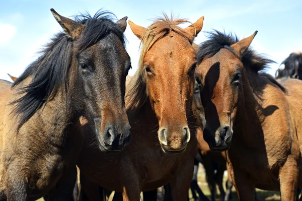 Hästar betar i en skog i höst — Stockfoto