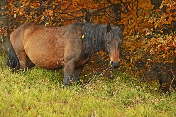 Cavallo dei Carpazi nella fattoria — Foto Stock