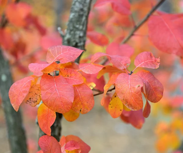Arbres d'automne dans la forêt — Photo