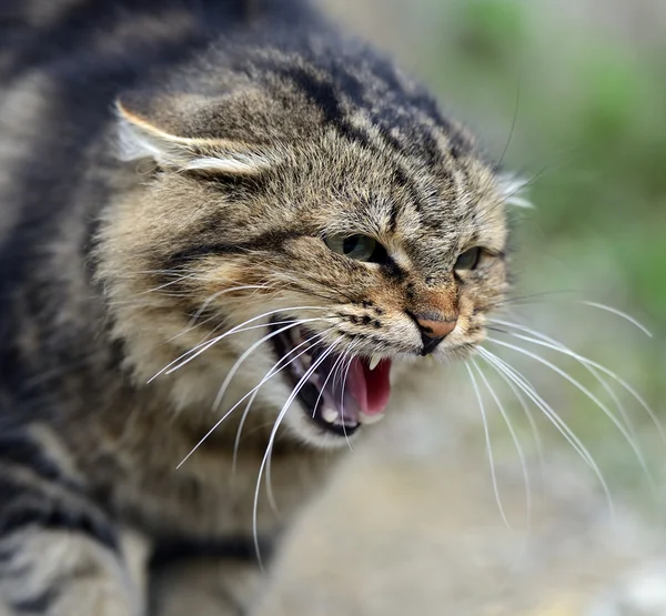 Ritratto di un gatto domestico — Foto Stock