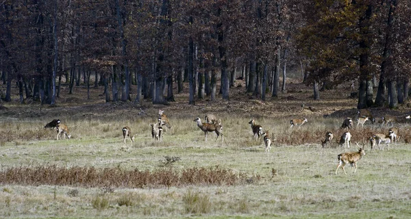 Cervos manchados — Fotografia de Stock